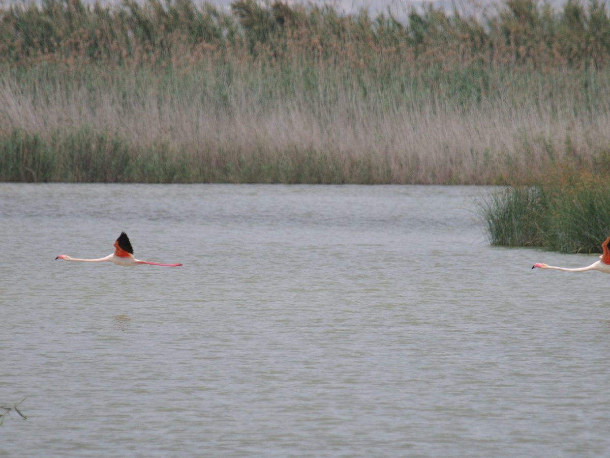 El Hondo: op zoek naar&nbsp;flamingo’s